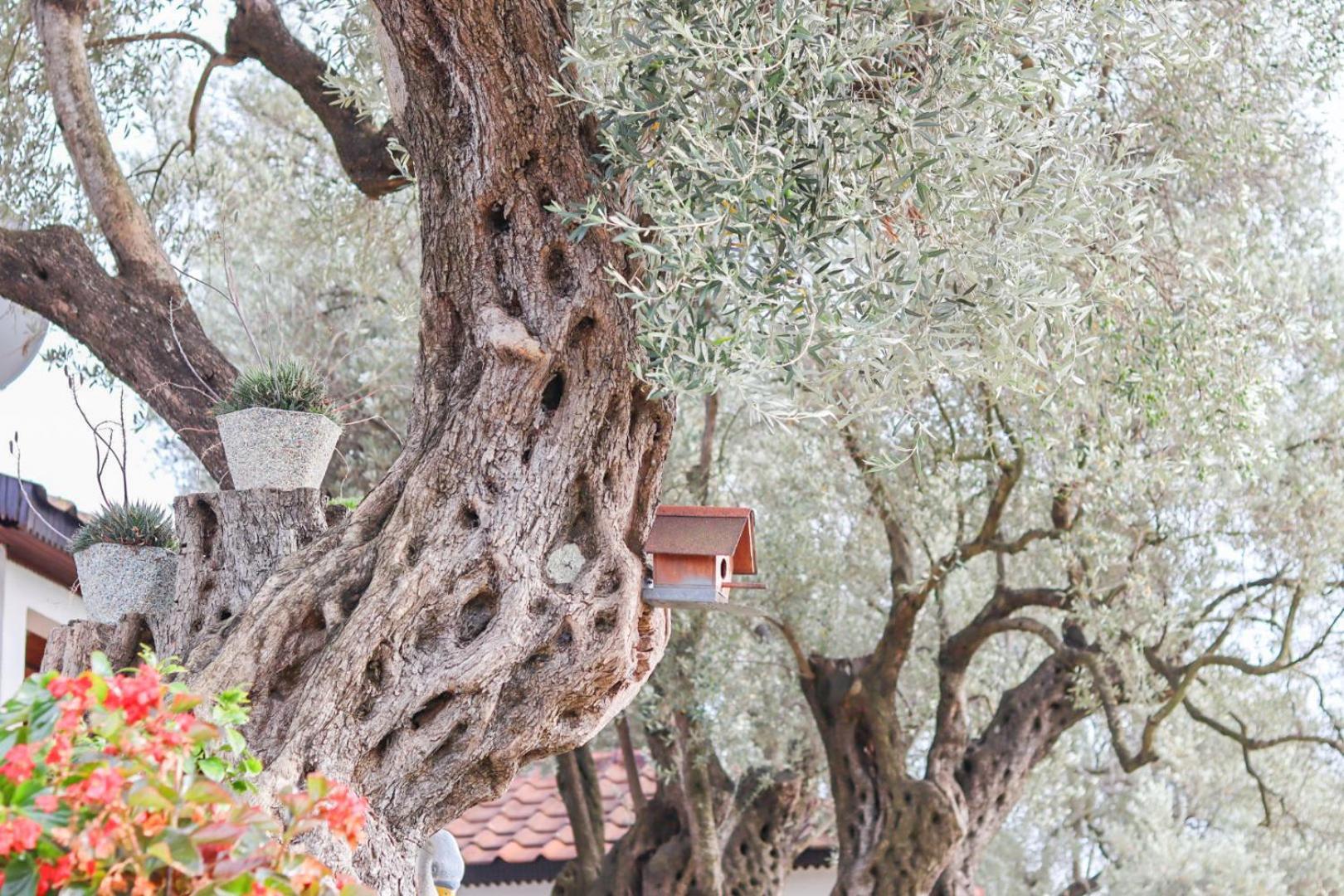 Hilja'S Oliven Garden Bungalows Ulcinj Luaran gambar