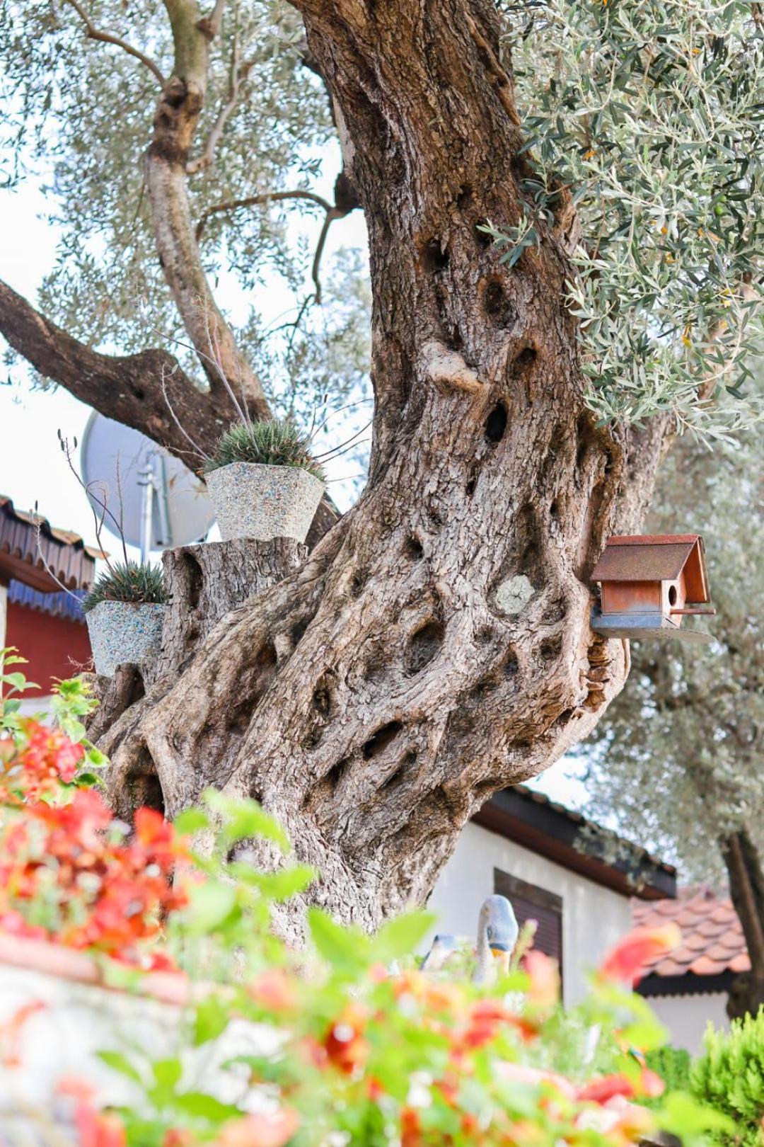 Hilja'S Oliven Garden Bungalows Ulcinj Luaran gambar