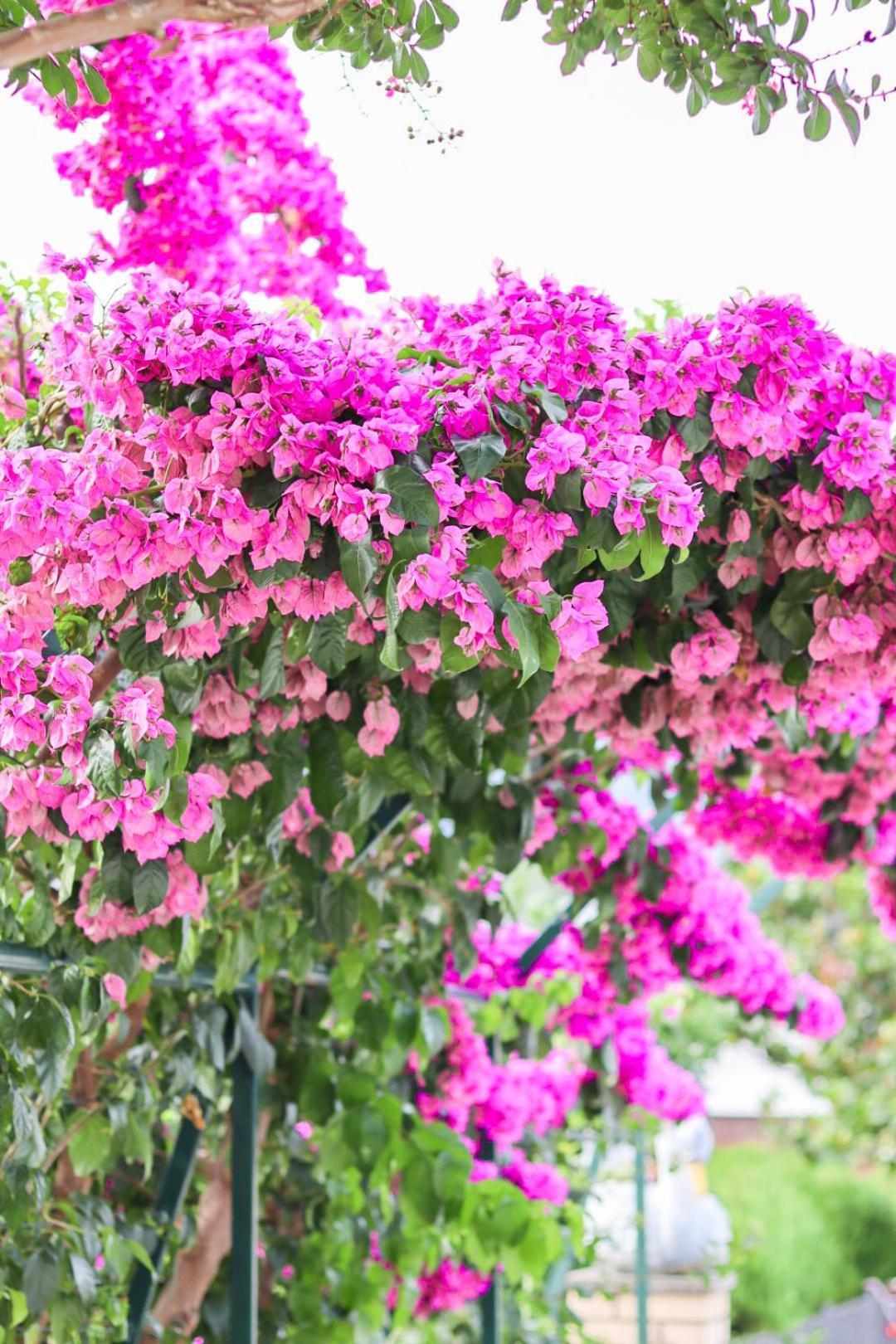 Hilja'S Oliven Garden Bungalows Ulcinj Luaran gambar